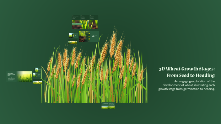 3D Wheat Growth Stages: From Seed to Heading by Mustafa Samet Taşan on ...
