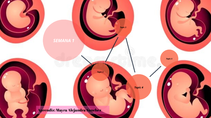DESARROLLO EMBRIONARIO by MAYRA ALEJANDRA SANCHEZ FERNANDEZ on Prezi