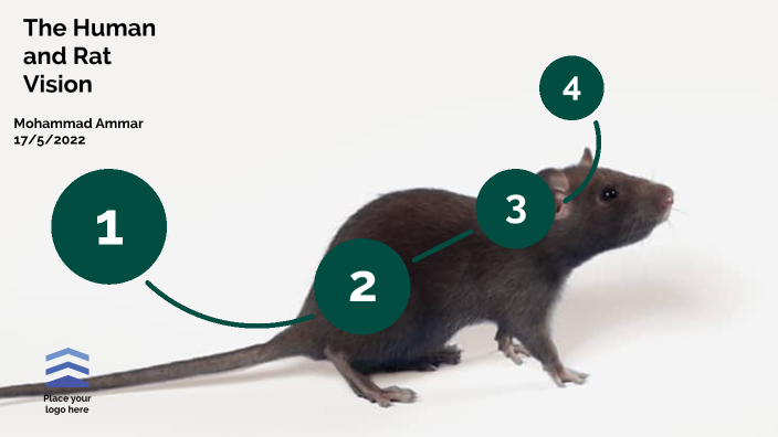 The Human And Rat Vision by Mohammad Ammar on Prezi