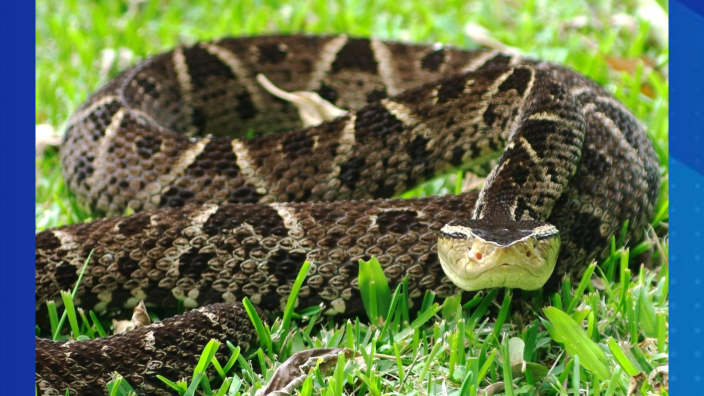 Mordeduras Bothrops Asper by Sala Manabi