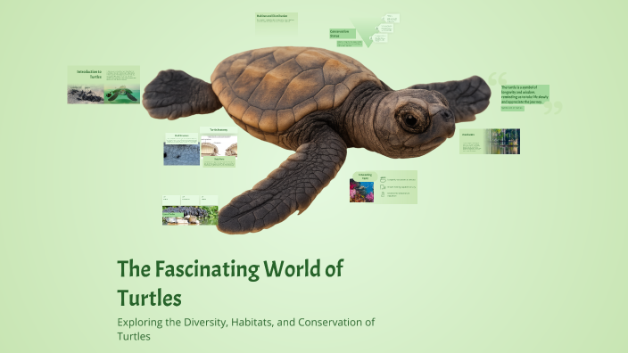The Fascinating World of Turtles by Honor on Prezi