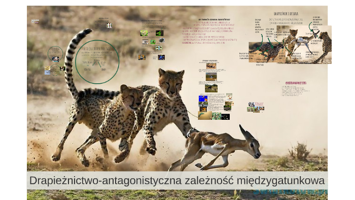 Drapieżnictwo-antagonistyczna zależność międzygatunkowa by nadzieja