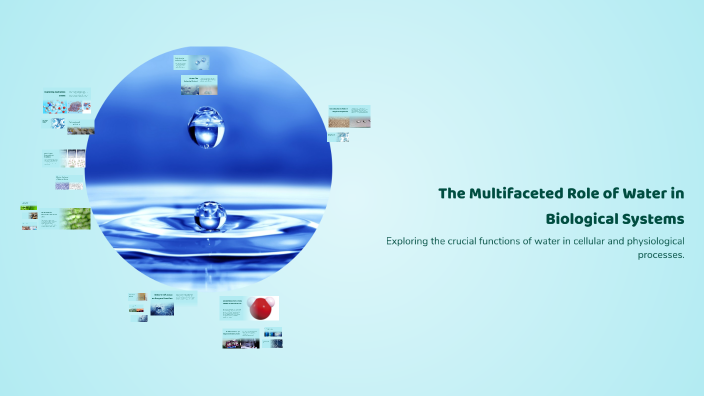 The Multifaceted Role of Water in Biological Systems by Shahd Hisham ...