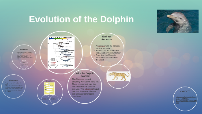 The Evolution of Bottlenose Dolphins by Mackenzie Hennagin