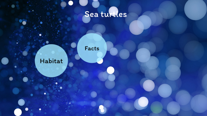 Sea turtles by Honor Rapson on Prezi