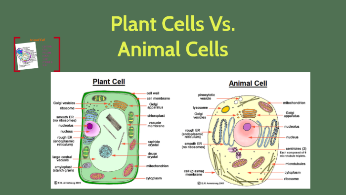 Plant Cells Vs. Animal Cells by Arianna Mathews on Prezi