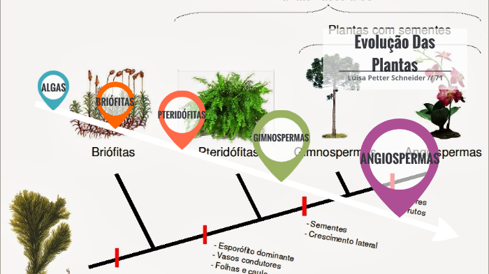 evolução das plantas by Luísa Schneider on Prezi