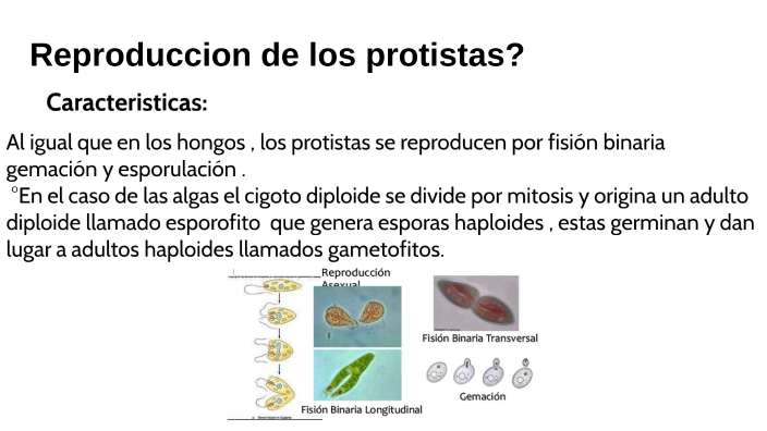 caracteristicas de hongos y protistas by Nayeli Giraldo Arroyo on Prezi