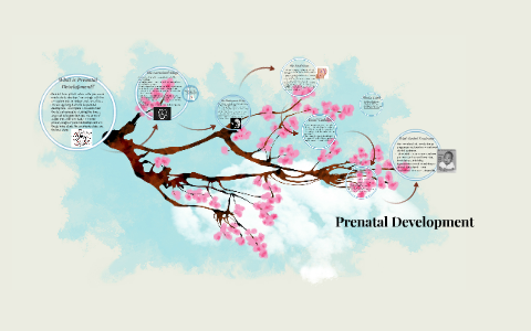 Prenatal Development by on Prezi