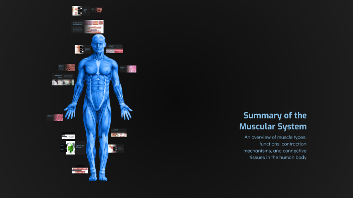 Summary of the Muscular System by Haya Al Obaidi on Prezi
