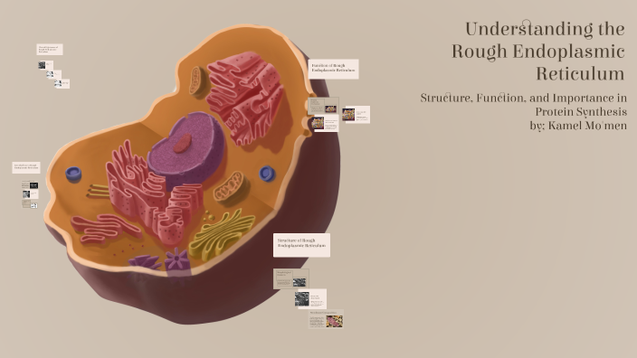 Understanding the Rough Endoplasmic Reticulum by Kamel Mo'men on Prezi
