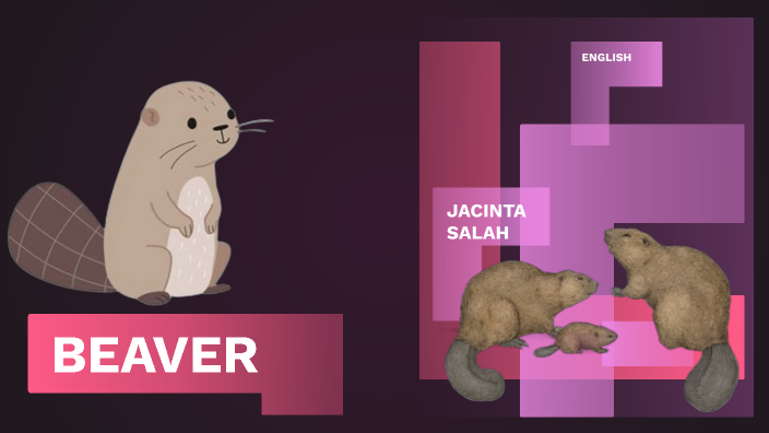 Beaver by maria jesus silva on Prezi