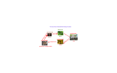 The Food Chain of a Goliath Bird Eating Tarantula by ellis ray on Prezi Biology Diagrams