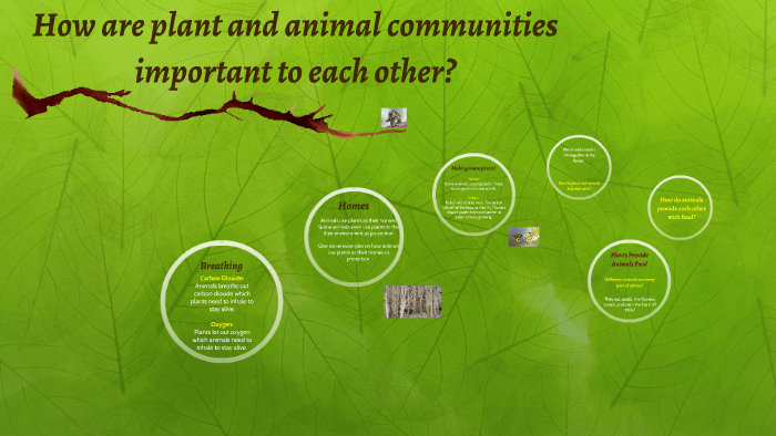 animal communities