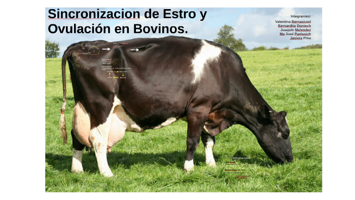 Sincronizacion de estro y ovulación en bovinos by Maria Pavissich on Prezi