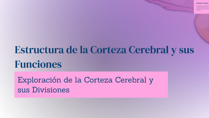 Estructura de la Corteza Cerebral y sus Funciones by Francheska V squez ...