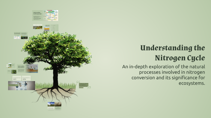 Understanding the Nitrogen Cycle by Abraham Omo-Ehiosa on Prezi