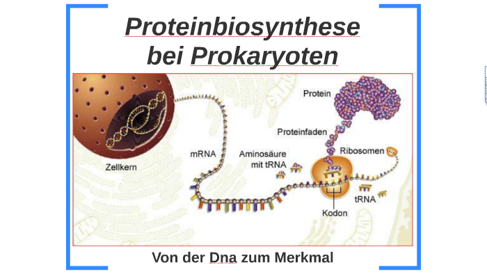 Proteinbiosynthese Bei Pro Und Eukaryoten prezi.com