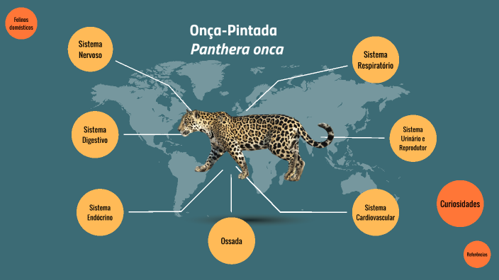 Onça Pintada by Karina Gervasoni on Prezi