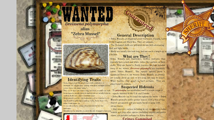 Zebra Mussels Invade by Sophie L. on Prezi