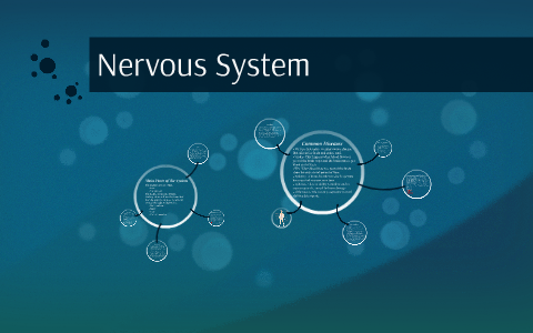 Nervous System by olivia clevenger on Prezi