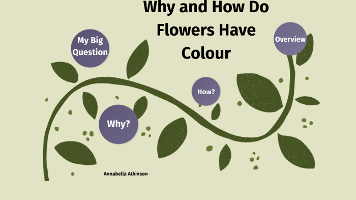 why-do-flowers-have-different-colors-youtube