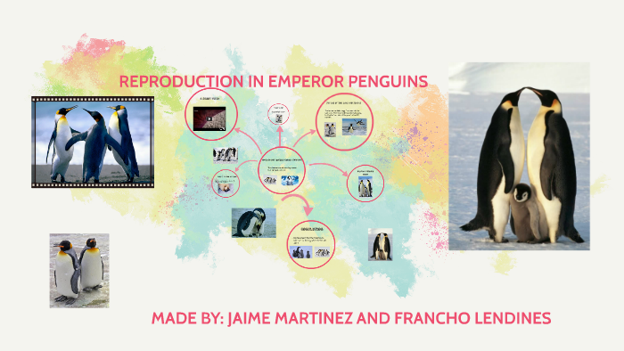 reproduction in emperor penguins by Peter Casper on Prezi