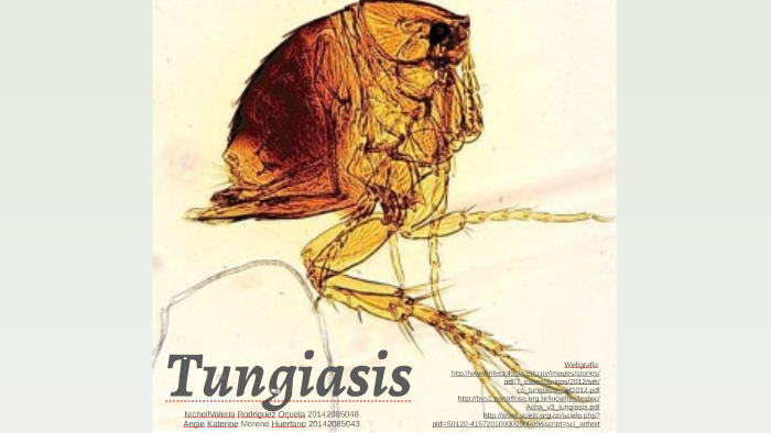 Tungiasis by Valeria Rodriguez on Prezi