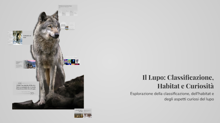 il-lupo-classificazione-habitat-e-curiosit-by-cristian-fiammetti-on