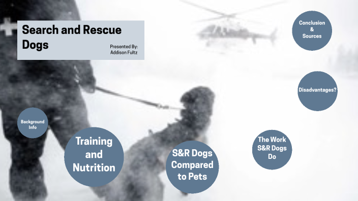 Addison Fultz Search and Rescue Dogs by Addison Fultz on Prezi