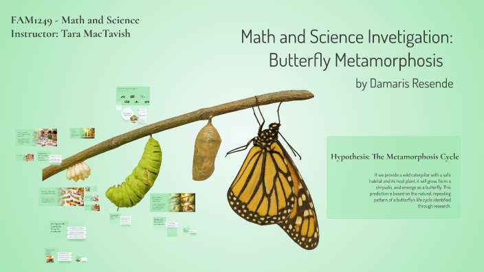 Metamorphosis Math Math and Science Investigation: Butterfly Metamorphosis by Damaris Lima ...