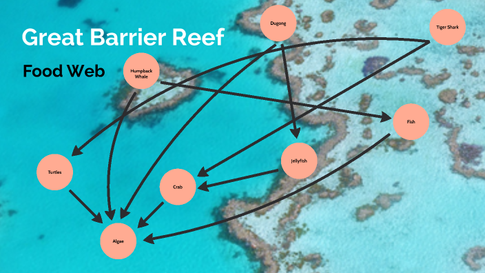 The Great Barrier Reef Food Chain by Sadie Blann on Prezi Biology Diagrams