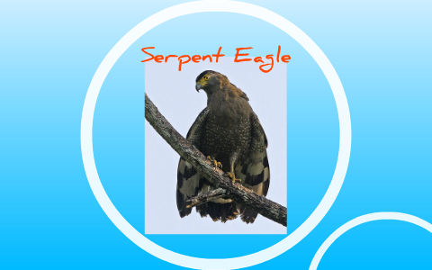 Endangered Species:Madagascar Serpent Eagle by andrew lavey on Prezi