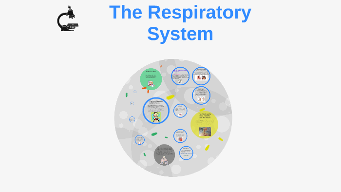 The Respiratory System by Mr. Gill on Prezi