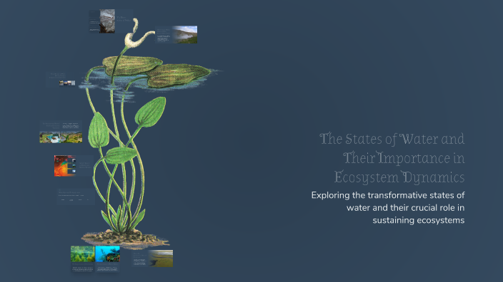 The States of Water and Their Importance in Ecosystem Dynamics by Sindy ...