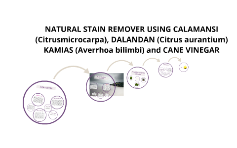 calamansi research paper