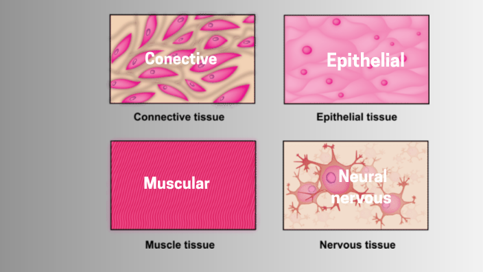 Tissue Classification By Victor Garzón Sierra On Prezi