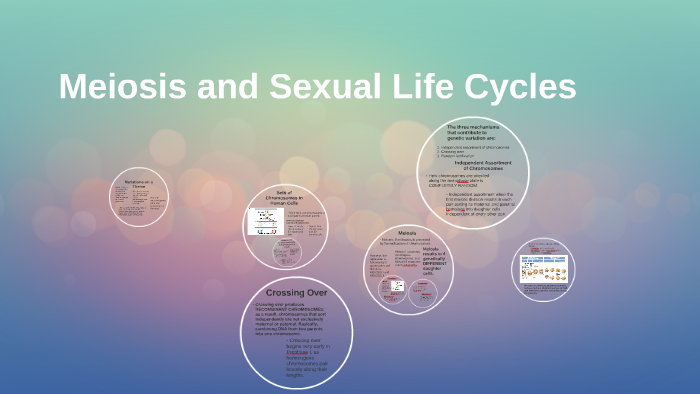 Meiosis And Sexual Life Cycles By Molly Baldock On Prezi 9133