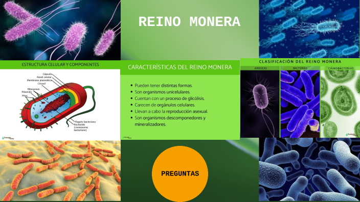 Reino monera by mauricio romero jaramillo on Prezi