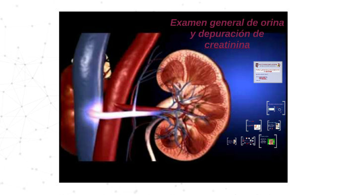 Examen General De Orina Y Depuración De Creatinina By Jessica M On Prezi 7254