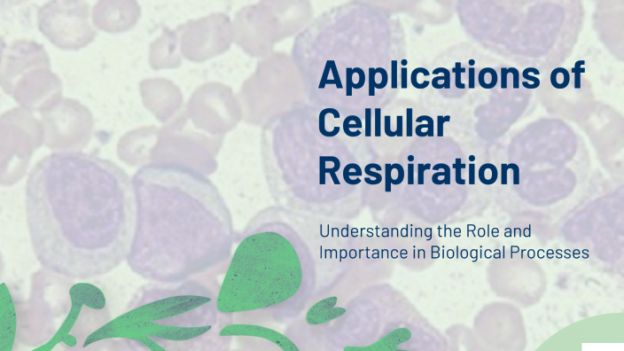 Applications of Cellular Respiration by Anh Ngọc on Prezi