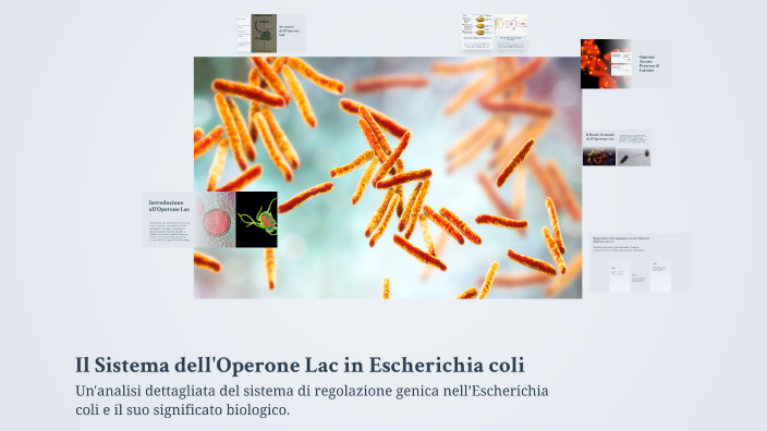 Il Sistema dell'Operone Lac in Escherichia coli by giulia bertuccelli ...