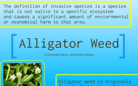 alligator weed invasive species