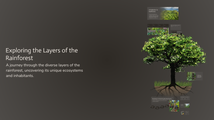 Exploring the Layers of the Rainforest by Bryce Kammers on Prezi