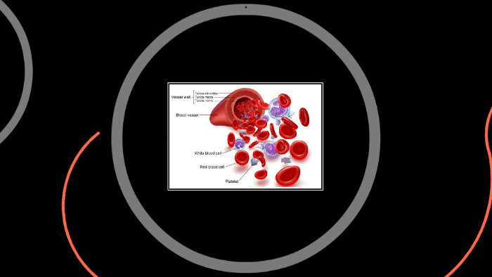 rubric-fro-power-point-on-cell-specialization-by-devonte-edwards