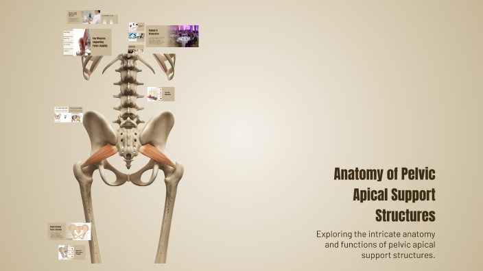 Anatomy of Pelvic Apical Support Structures by saima rani on Prezi