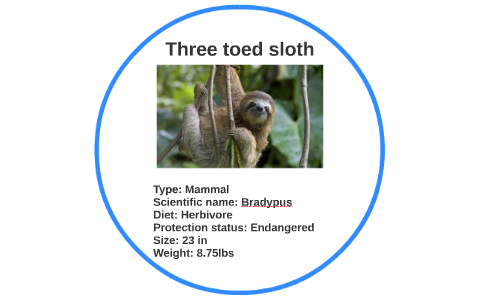 -15+ Make A Sloth Diagram