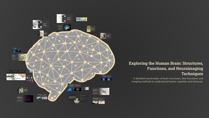 Exploring the Human Brain: Structures, Functions, and Neuroimaging ...