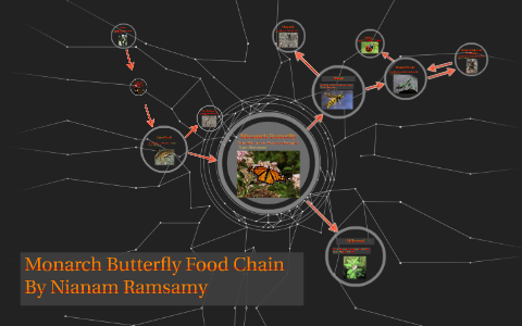 Monarch Butterfly Food Chain by Nianam Ramsamy on Prezi