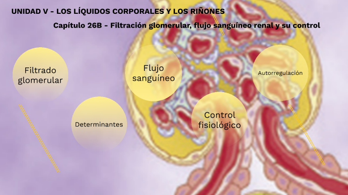 Capítulo 26B - Filtración glomerular, flujo sanguíneo renal y su